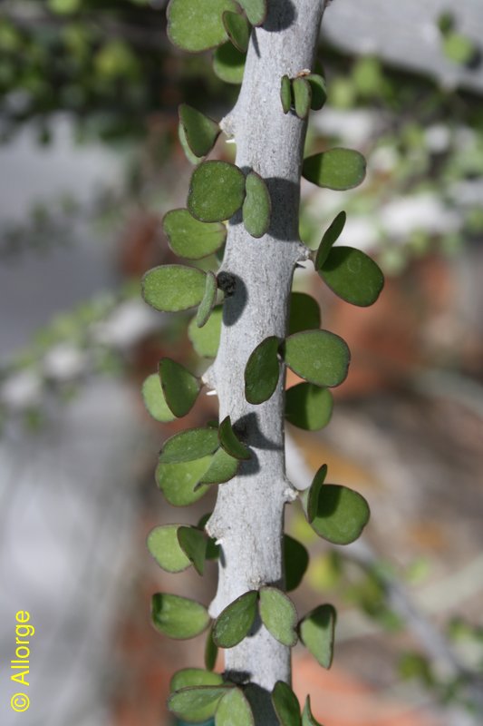 Didieraceae, Alluaudia humbertii